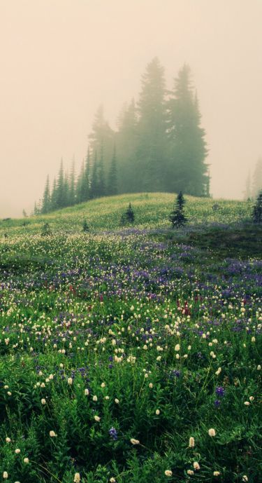 Heather West Mountain Meadow Aesthetic, Meadow Iphone Wallpaper, Rainy Meadow Aesthetic, Forest Meadow Aesthetic, Meadow Reference, Heather Core Aesthetic, Stormy Meadow, Heather Meadow, Meadow Core