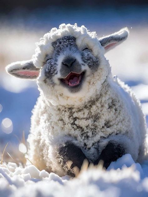 Cute Lamb, Cute Animals Puppies, Cute Sheep, Pretty Animals, Cute Animal Photos, Little Animals, Cutest Animals, Cute Creatures, Sweet Animals