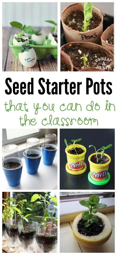 These seed starter pots are perfect for the classroom and provide a valuable real life hands on way for kids to learn about how plants grow. Plants Kindergarten, Mini Museum, How Plants Grow, Preschool Garden, Losing Interest, Planting For Kids, Plants Unit, Trendy Plants, Seed Starter