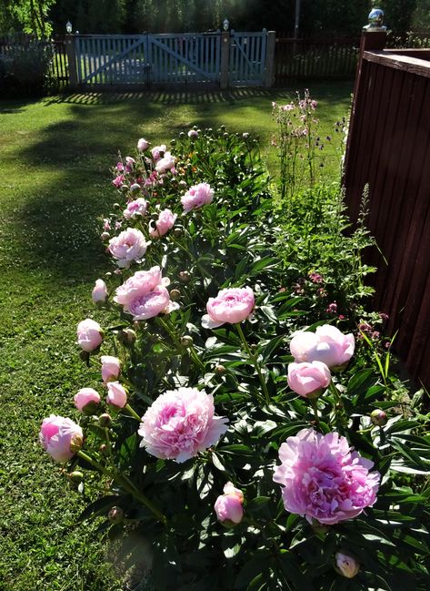 Sarah Bernhardt peonies Sarah Bernhardt Peony, Peony Sarah Bernhardt, Sarah Bernhardt, Paeonia Lactiflora, Flower Therapy, Patio Ideas, Garden Planning, Alchemy, Beautiful Gardens