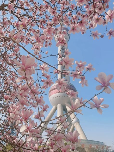 China Flowers Garden, Pink China Aesthetic, China Astethic, China Aesthetic City, Aesthetic Shanghai, Shanghai Aesthetic, Aesthetic China, China Vacation, China Aesthetic