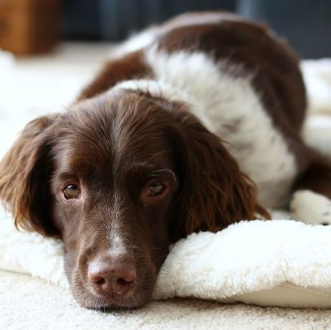 english springer spaniel Best Medium Sized Dogs, Medium Sized Dogs Breeds, First Pet, Springer Spaniel Puppies, Dog Breeds List, Dog Breeds Medium, Dog Grooming Business, Spaniel Puppies, English Springer