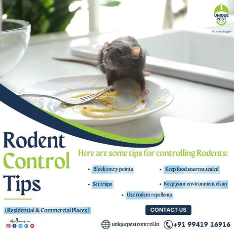 “Don't let rodents ruin your peace of mind. Trust us for effective rodent control.” Call & Control the rat nuisance: +91 9941916916 or log on to https://uniquepestcontrol.in/services/rodent-control/ #rodentcontrol #ratcontrol #rats #pestcontrolservices #pestcontrol #uniquepestmanagement #unique #994191691 Rat Control, Rodent Repellent, Getting Rid Of Mice, Rodent Control, Pest Management, Flyer And Poster Design, Pest Control Services, Post Ideas, Rodents