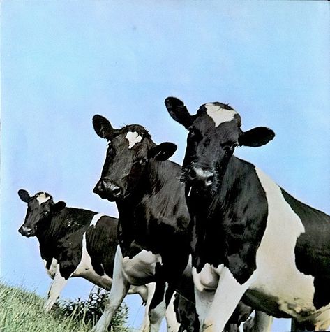 Mother Pink Floyd, Atom Heart Mother, Pink Floyd Albums, Pink Floyd Poster, Richard Williams, Cover Album, Mother Mother, Lp Cover, Def Leppard