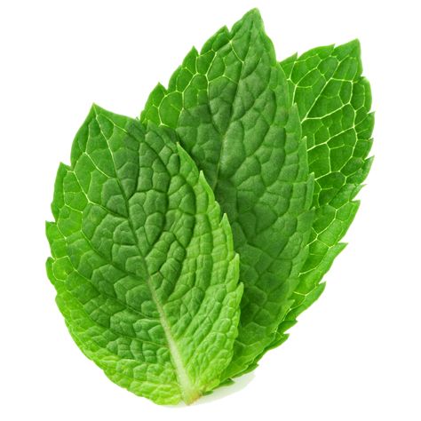 Peppermint Oil Uses, Excessive Gas, Bad Breath Remedy, Pest Prevention, Peppermint Leaves, Ginger Beer, Doterra Essential Oils, Homemade Dog, Peppermint Essential Oil