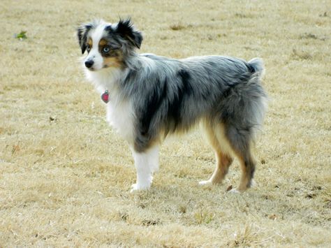 I don't normally like toy aussies - but this one is pretty cute. Toy Aussie Full Grown, Aussie Aesthetic, Toy Aussies, Toy Aussie, Beautiful Pets, Backyard Toys, Best Trampoline, Australian Shepherds, Pets 3