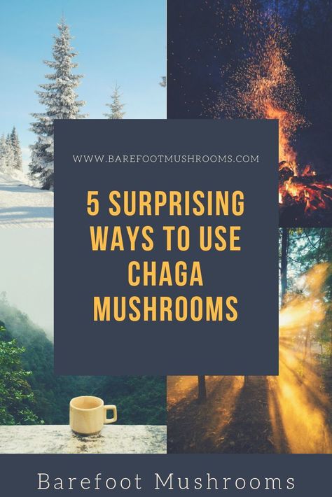 We are all aware of the health benefits of the chaga mushroom, but there are other hidden ways that this fungus can help us. Here are 5 ways to use chaga.  #chaga #chagamushroom #chagamushrooms #wildmushrooms #hiking. Chaga Mushroom Recipes, Mushroom Uses, Mushroom Information, Chaga Benefits, Shiitake Recipes, Mushrooms Portobello, Mushrooms Benefits, Chaga Mushroom Benefits, Mushroom Oyster