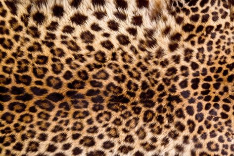 #skin #fur #leopard #texture #animal #fur #4K #wallpaper #hdwallpaper #desktop Back To School Nails, Leopard Skin, Print Wallpaper, Leopards, Computer Wallpaper, Cheetah Print, High Quality Art Prints, Find Art, Desktop Wallpaper