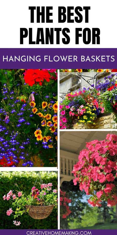 Elevate your garden with the best plants for hanging flower baskets! From vibrant petunias to cascading ivy, these plants are perfect for adding a burst of color and greenery to your porch or patio. Hanging Porch Plants, Hanging Plants Outdoor, Potato Vines, Plants For Hanging Baskets, Hanging Flower Baskets, Trailing Plants, Unusual Plants, Hardy Plants, Hanging Flowers