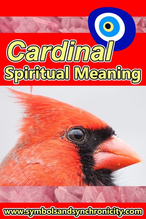 Cardinal Spiritual Meaning Spirit Animal Meaning, Animal Meanings, Dream Meaning, Animal Spirit Guides, The Color Red, Dream Meanings, Cardinal Birds, Spiritual Meaning, Animal Totems