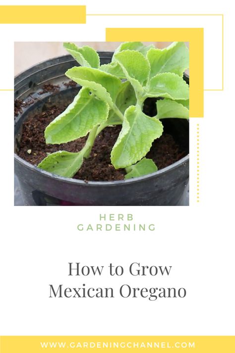 propagated Mexican oregano with text overlay herb gardening how to grow Mexican oregano Mexican Oregano, Oregano Plant, Growing Healthy Hair, Gardening Guide, Medicinal Garden, Garden Kit, Herb Gardening, Culinary Herbs, Cold Remedies