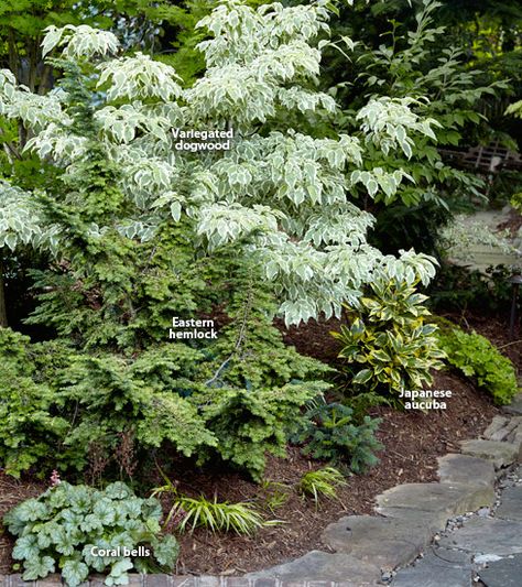 Cheesecake Videos, Tsuga Canadensis, Eastern Hemlock, Aucuba Japonica, Conifer Garden, Red Architecture, Cornus Kousa, Evergreen Landscape, Conifers Garden