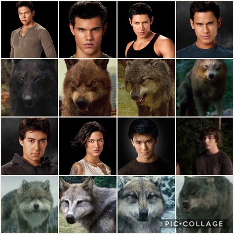 Twilight Quileute, Twilight Werewolves, Wolf And Human, Jacob Black Fan Art, Black Wolf Twilight, Quileute Tribe, Quileute Pack, Twilight Ware Wolf, Wolf Pack Twilight