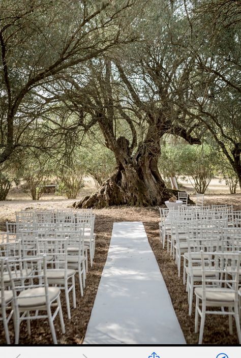 Olive Trees Wedding Ceremony, Olive Grove Wedding Ceremony, Olive Tree Wedding Ceremony, Olive Trees Wedding, Olive Tree Wedding, Cambridge Cottage, Wedding Puglia, Corporate Party Decorations, Tree Wedding Ceremony