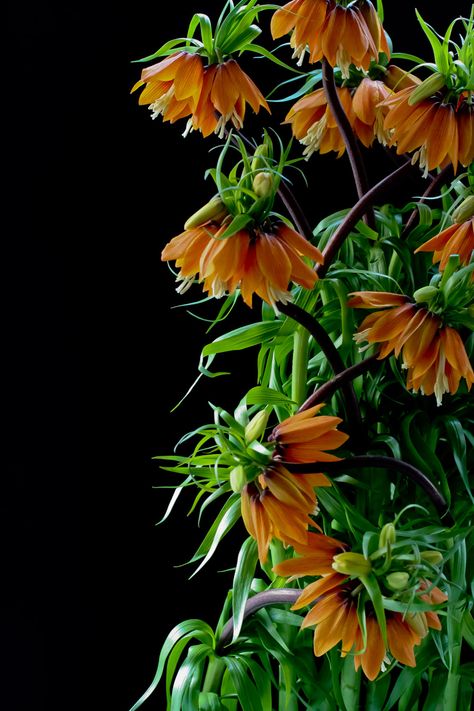 Fritillaria Fritillaria Imperialis, Orange Crown, Flower Species, Crown Imperial, Stem Flowers, Lily Garden, Landscaping Tips, Botanical Painting, Bulb Flowers