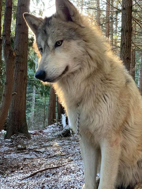 Take comfort in knowing your money will be going for a great cause. Pet Wolf, Largest Wolf, Tattoo Nature, Wolf Photos, Wolf Spirit Animal, Wolf Wallpaper, Red Wolf, Wolf Pictures, Amazing Video