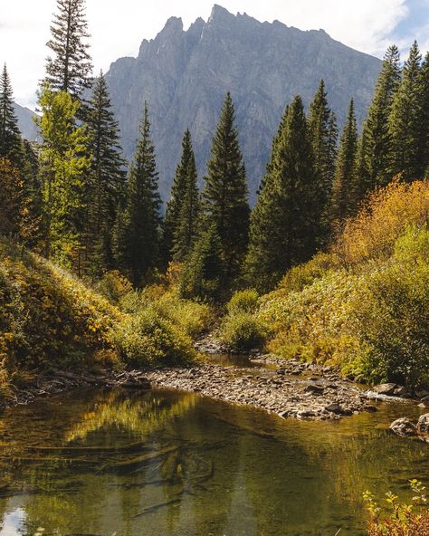 Excuse me but i think i’ll just stay here forever? We saw six moose yesterday, far too many of miles of overgrown trail & a lake that deserved way more time than we had. I’m pretty sure we’ll be back to this one, hours of just us hiking through the deep dark forests of Montana is hard to beat.✨🤍 . . . . . . #montana #hiking #landscapephotography #mountains #aussiesofinstagram #mas #dogshiking Montana Photography, Dark Forests, Montana Hiking, Hiking Aesthetic, Just Us, Mountain Trails, Excuse Me, Dark Forest, Backpacking