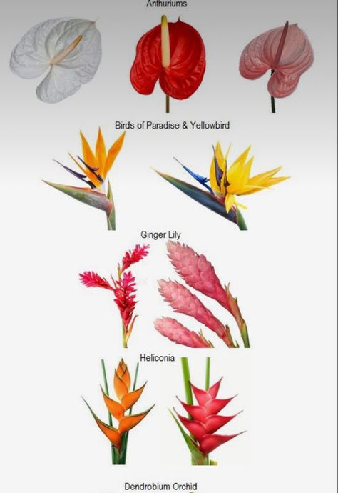 Bird Of Paradise Decor Wedding, Bird Of Paradise Party Theme, Bird Of Paradise Wedding Theme, Birds Of Paradise Wedding Centerpieces, Bird Of Paradise Wedding Bouquet, Tropical Flower Bouquet Wedding, Elegant Tropical Party, Paradise Theme Party, Tropical Wedding Colors Palette