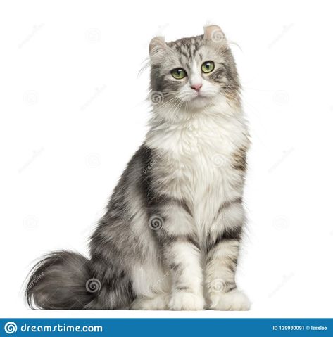 Photo about Front view of an American Curl sitting, looking at the camera, isolated on white. Image of eyes, isolated, white - 129930091 American Curl Cat, All Cat Breeds, Most Popular Cat Breeds, Popular Cat Breeds, Dog Dna Test, American Wirehair, American Curl, Devon Rex Cats, Rex Cat