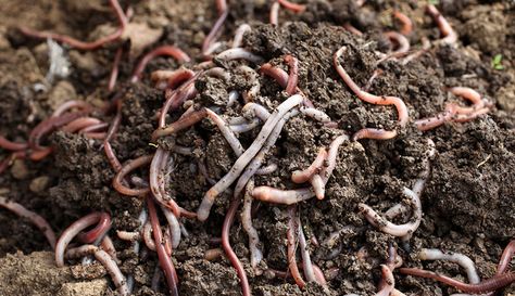 Vermicomposting is a super-simple way to turn your food scraps into fertilizer—as long as you follow these guidelines. Starting A Plant Nursery, Raising Worms, Plant Nursery Business, Types Of Worms, Smart Farming, Red Wigglers, Worm Farming, Growing Organic Tomatoes, Garden Critters