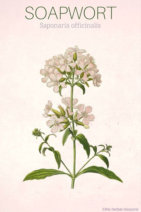 Soapwort Saponaria officinalis Soapwort Plant, Emblica Officinalis, Books On Medicinal Plants, Arsenicum Album Homeopathy, Saponaria Officinalis, Euphrasia Officinalis, Magia Das Ervas, Herbal Plants, Healing Plants