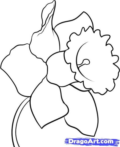 How to Draw a Daffodil, Step by Step, Flowers, Pop Culture, FREE Online Drawing Tutorial, Added by Dawn, September 24, 2010, 10:23:36 pm Daffodil Outline, Flower Drawing Tutorials, Flower Drawings, Drawing Flowers, Plant Drawing, Paint Rock, Outline Drawings, Guided Drawing, Art Instructions