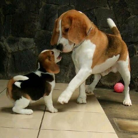 Baby Beagle, Pocket Beagle, Cute Beagles, 강아지 그림, Beagle Puppy, Beagle Dog, A Puppy, Baby Dogs, 귀여운 동물