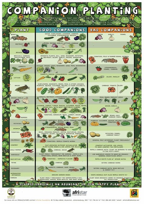 Companion Planting Chart Plantarea Legumelor, Companion Planting Guide, Companion Planting Chart, Companion Planting Vegetables, Companion Gardening, Garden Companion Planting, Planting Guide, Garden Layout Vegetable, Garden Design Plans