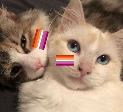 Carmen Sandiego, Arte Van Gogh, Lesbian Flag, Flag Icon, Lgbt Love, Two Cats, Cat Icon, Silly Animals, Lgbt Pride