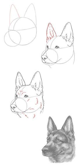 Dog Drawing Tutorial, Pencil Drawings Of Animals, Animal Drawings Sketches, Dog Sketch, 강아지 그림, Art Drawings Sketches Pencil, Animal Sketches, Dog Drawing, Realistic Drawings