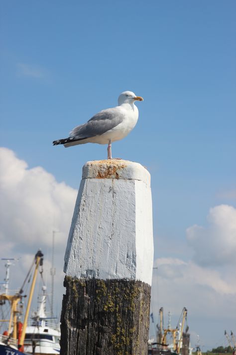 Seagull Harbour Oudeschild Texel Island - meeuw British Beaches, Beach Colors, British Seaside, Maine Coast, Red Light District, Beach Color, Shorebirds, Coastal Landscape, Coastal Beaches