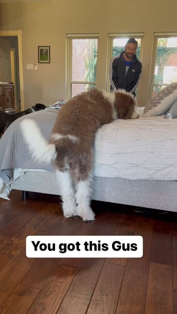 Augustus “Gus” St. Berdoodle on Instagram: "When you’re a puppy trapped in a big dogs body #saintberdoodles #saintberdoodlepuppy #doodlesofinstagram #saintberdoodlelove #dogsofinsta #doodleperfect #dogsvsdepression" Saint Berdoodle, St Berdoodle, Baby Animals Pictures, Live Animals, Cute Animals Images, Pet Life, Re A, Saint Bernard, A Puppy