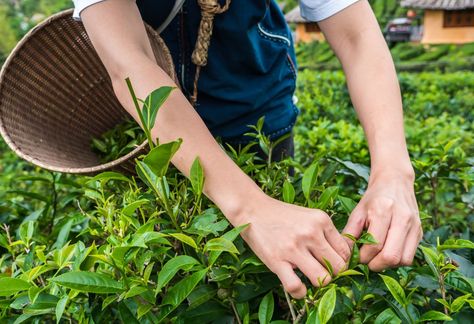 Tea Plant Complete Cultivation Guide - Wikifarmer Growing Tea, Client Appreciation Events, Tea Farm, Fermented Tea, Tea Varieties, Tea Plant, Yellow Tea, Autumn Rain, Real Fruit