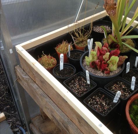 https://www.cpukforum.com/forum/index.php?/topic/54799-water-table/ Mini Bog Garden Carnivorous Plants, Carnivorous Plant Paludarium, Carnivorous Bog Planter, Carnivorous Plant Garden, Carnivorous Plant Bog, Water Tables, Water Table, Plant Table, Carnivorous Plants