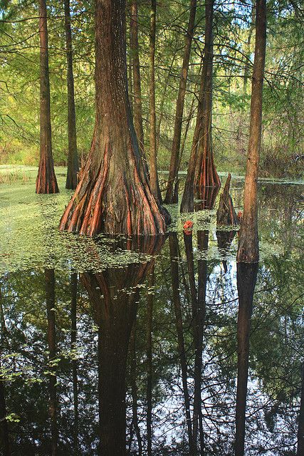 Louisiana Cypress Swamp Swamp Louisiana, Cypress Island, Cypress Swamp, Louisiana Swamp, Giant Tree, Lafayette La, Cypress Trees, Visual Aesthetics, Art Portfolio