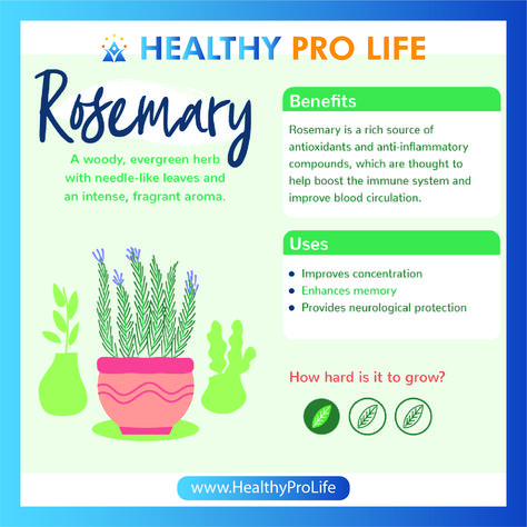 Rosemary Tea Benefits, Rosemary Tea Recipe, Rosemary Benefits, Benefits Of Rosemary, Evergreen Herbs, Rosemary Tea, Tea Health, Growing Healthy Hair, Pimples Remedies