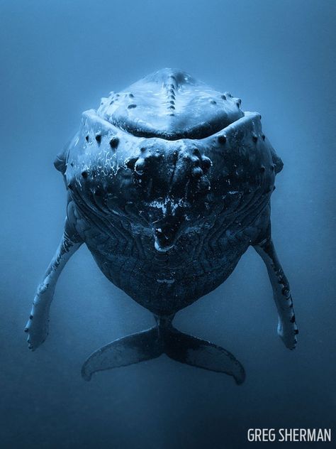 What an awesome face to face! Truk Ford, Whale Pictures, Creature Marine, Diving Photography, Sea Mammal, Shark Diving, Underwater Creatures, Marine Mammals, Humpback Whale