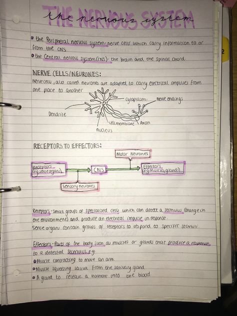 Biology Notes Nervous System, The Nervous System Notes, Med School Notes Aesthetic, Nursing School Aesthetic Notes, Nursing School Notes Study Guides Free, Nervous System Notes Aesthetic, Biology Revision Gcse, Aesthetic Revision Notes, Nursing Notes Aesthetic