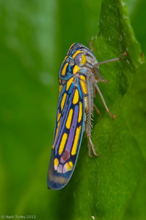 Mashup Animals, Leaf Hopper, Cayo Belize, Amazing Insects, Leafhopper, Cool Insects, Bug Collection, Bees And Wasps, Insect Collection