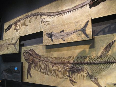 Prehistoric fish and reptile plaques along one wall Prehistoric Fish, Natural Science Museum, Discovery Zone, Fossil Museum, Marine Reptiles, Dinosaur Exhibition, Denver Museums, Living Fossil, Nature Science