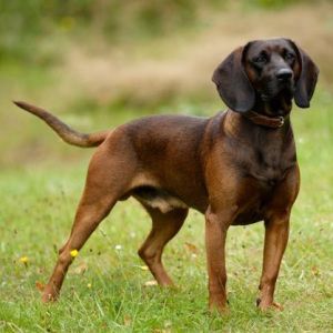 Bavarian Mountain Hound, Dog Breeds Pictures, Bloodhound Dogs, Hound Breeds, Every Dog Breed, Unique Dog Breeds, Rare Dog Breeds, Hound Dogs, Disabled Dog