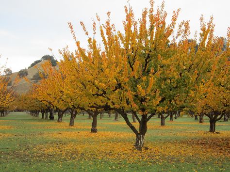 Apricot orchard right down the road... took this in the fall... gorgeous Apricot Orchard, Apricot Trees, Coffee Lounge, Seasons In The Sun, Apricot Tree, Autumn Trees, Fall Foliage, In The Fall, Botany