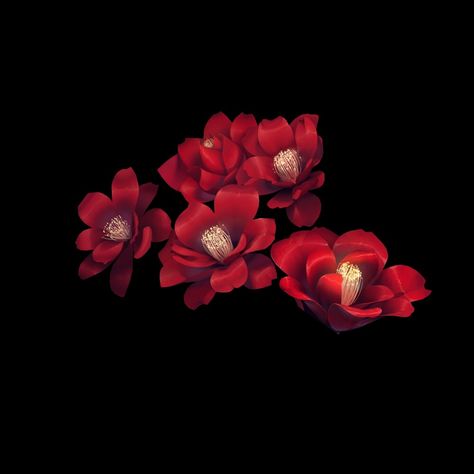 Flowers Png For Editing, Red Overlays For Edits Png, Red Overlays For Edits, Png Black Background, Red Overlay, Red Png, Wattpad Background, Red Background Images, Background Flowers