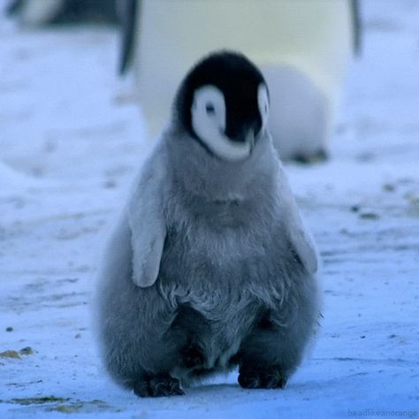 via GIPHY Nod Gif, Penguin Dance, Penguin Awareness Day, Animal Quiz, Dancing Animals, Penguins Funny, Penguin Love, Emperor Penguin, Dancing Gif