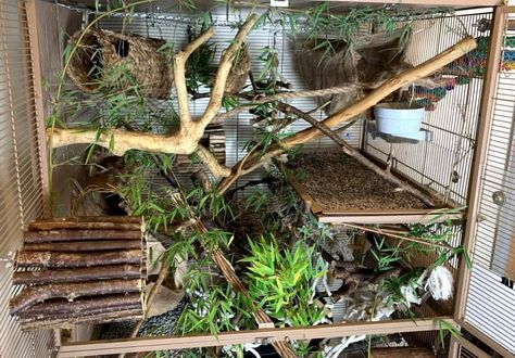 Introducing Bioactive and Naturalistic Principles to Your Rat Cage Bioactive Mouse Enclosure, Foraging Toys For Rats, Budgie Cage Setup Ideas, Naturalistic Rat Cage, Bioactive Rat Cage, Rat Enrichment Ideas, Natural Rat Cage, Rat Cage Set Up, Degu Cage Ideas