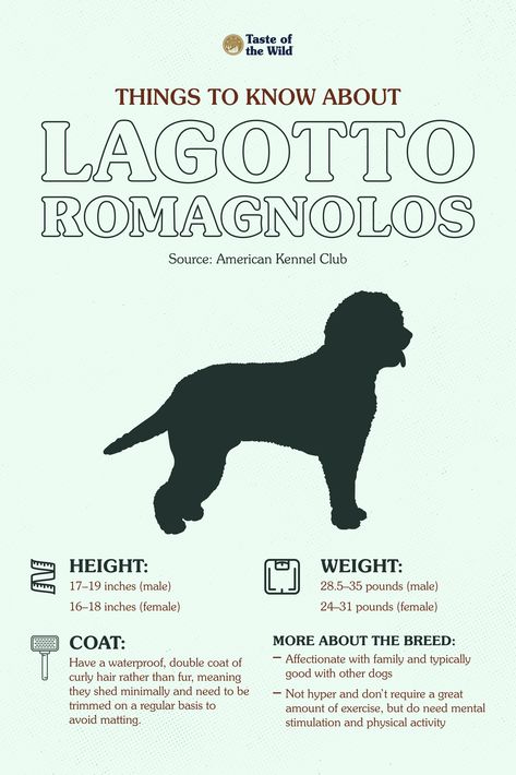 Are you looking for an affectionate, low-shedding family dog? The Lagotto Romagnolo could be a good fit! This medium-sized water-loving breed loves their humans, following a routine and having a job to do, and when they’re not spending time with their owners, they’re happy in the water or using their strong sense of smell for working dog jobs. Learn more about this breed in our blog! #LagottoRomagnoloFacts #LagottoRomagnoloTips High Intelligence, Lagotto Romagnolo, Sense Of Smell, Working Dog, Pet Breeds, Family Dog, Human Food, Rainy Day Activities, American Kennel Club