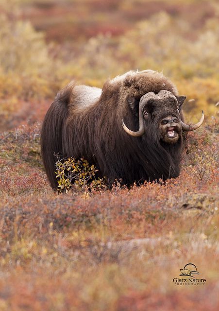 Musk Ox in Fall Tundra, Alaska | Flickr - Photo Sharing! Extreme Environment, Musk Ox, Wild Kingdom, I Love Jesus, Mule Deer, Hunting Trip, Love Jesus, Manx, Majestic Animals