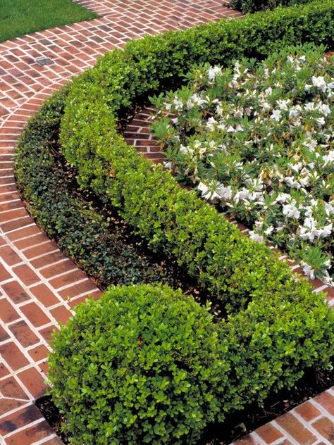 Daffodils Boxwood, Garden Design, Garden Landscape Design, Container Gardens Window, Planter Daffodils, Container Gardening, Boxwood Urban Front Yard Walkway, Boxwood Landscaping, Yard Walkway, Boxwood Garden, Walkway Landscaping, Brick Path, Easy Landscaping, Formal Gardens, Traditional Landscape