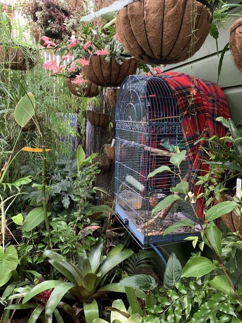 Conservatory Room, Birds, Plants