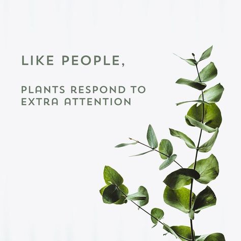 New Plant Quotes, Plant Lovers Quotes, Plants Lover Quotes, I Love Plants Quotes, Plant Quotes Life Inspiration Thoughts, Plant Phrases, Plant Mom Quotes, Plant Lover Quotes, Plants Quotes Life Inspiration